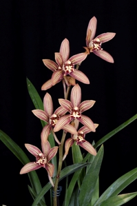 Cymbidium N.R. Kaitlyn HCC/AOS 75 pts. - Inflorescence